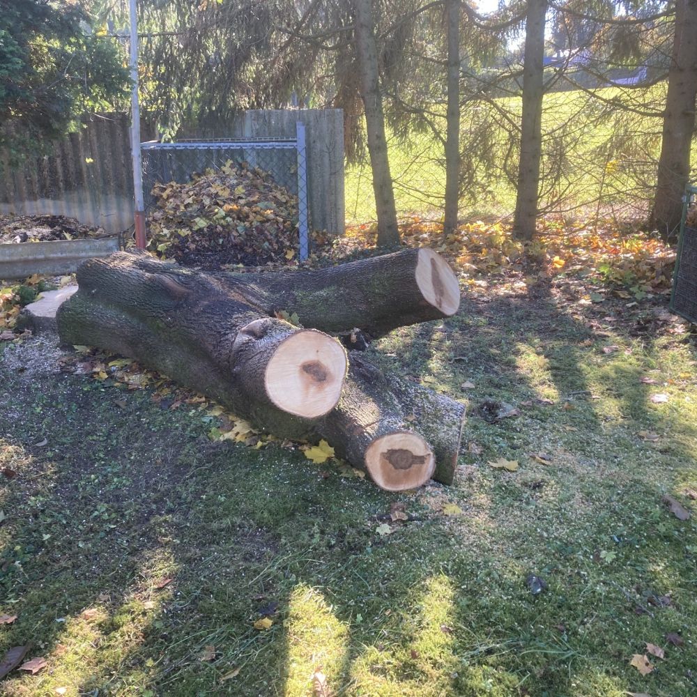 Verkaufe liegenden Stamm eines Spitzahorns